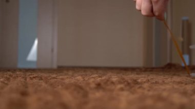 İskoç Gri Pofuduk Neşeli Kedi Yavrusu Sağdan Sola Kayıttan Sonra Koşuyor
