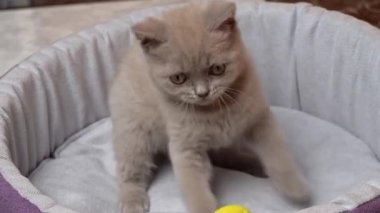İskoç Düz Kulaklı Gri Kedi Yatağında Topla Oynuyor