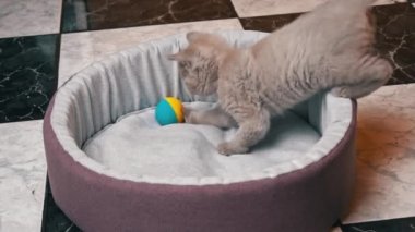 İskoç Düz Kulaklı Gri Kedi Yatağında Topla Oynuyor