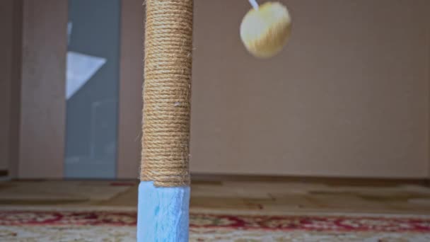 Scottish Straight-eared Gray Kitten juega y salta con un poste de rascado — Vídeo de stock