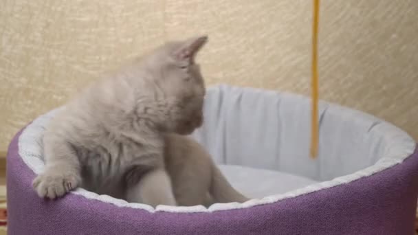 Scottish Straight-eared Gray Kitten juega con una cinta en su cama — Vídeos de Stock