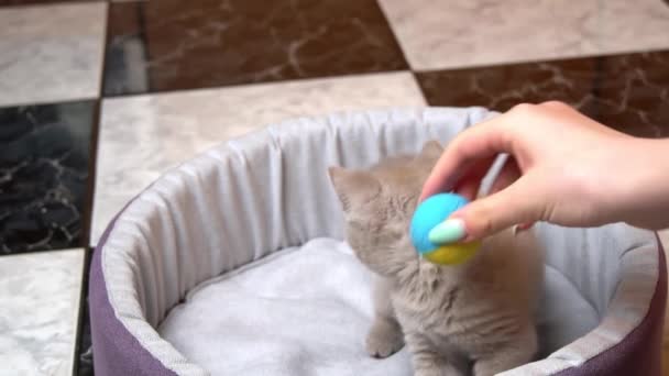 Scottish Straight-eared Gray Kitten Παίζει με μια μπάλα στο κρεβάτι του — Αρχείο Βίντεο
