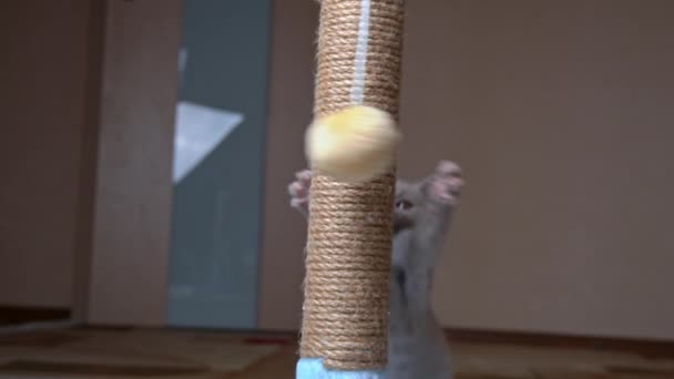 Scottish Prosto-eared Gray kotek gry i skoki z podrapania post — Wideo stockowe
