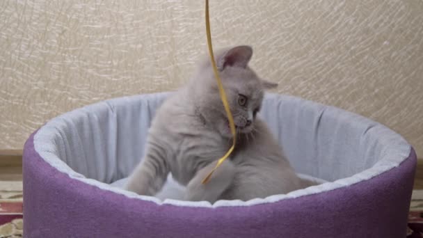 Skót egyenes fülű szürke cica játszik egy bordával az ágyában — Stock videók