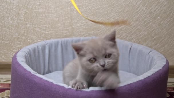 Scottish Straight-eared Gray Kitten juega con una cinta en su cama — Vídeo de stock