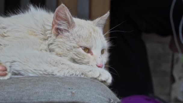 Špinavá kočka bez domova leží na roztrhané špinavé židli ve dvoře — Stock video