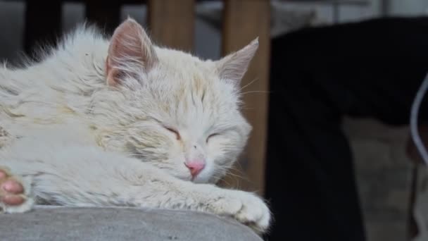 Безпритульний брудний кіт лежить на брудному стільці в Ярді — стокове відео