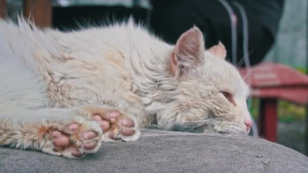 Бездомный Грязный Кот лежит на порванном грязном стуле во дворе — стоковое видео