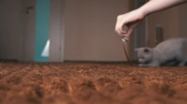 İskoç Gri Fluffy Şirin Kedi Yavrusu Yavaş Çekimde Kurdelenin Arkasından Koşuyor