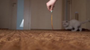 İskoç Gri Fluffy Şirin Kedi Yavrusu Yavaş Çekimde Kurdelenin Arkasından Koşuyor