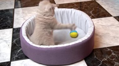 İskoç Düz Kulaklı Gri Kedi Yatağında Topla Oynuyor