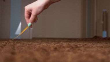İskoç Gri Pofuduk Neşeli Kedi Yavrusu Soldan Sağa Kasetin Peşinden Koşuyor