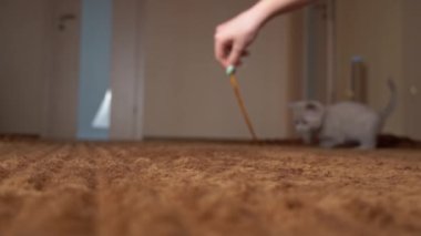 İskoç Gri Fluffy Şirin Kedi Yavrusu Yavaş Çekimde Kurdelenin Arkasından Koşuyor
