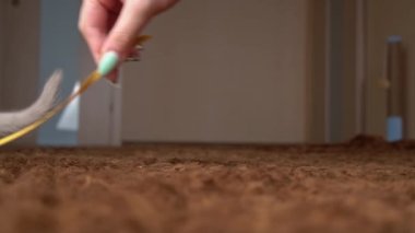 İskoç Gri Pofuduk Neşeli Kedi Yavrusu Soldan Sağa Kasetin Peşinden Koşuyor