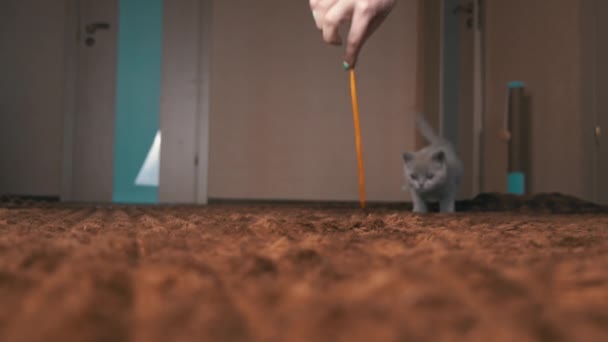 Scottish Gray Fluffy Cute Kitten corre después de la cinta a la cámara en Slow Mo — Vídeo de stock