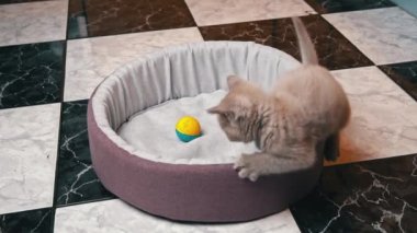İskoç Düz Kulaklı Gri Kedi Yatağında Topla Oynuyor