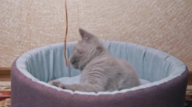 İskoç Düz Kulaklı Gri Kedi Yatağında Kurdeleyle Oynuyor