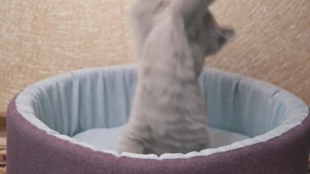 스코틀랜드 직립 귀 회색 키튼 평원 과 그 의 침대에 리본 이 있는 — 비디오