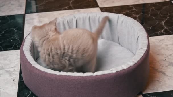 Skót egyenes fülű szürke cica játszik golyóval az ágyában — Stock videók
