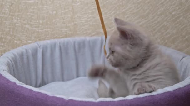 Schottisches grau-ohriges Kätzchen spielt mit Schleife im Bett — Stockvideo