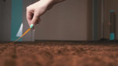 İskoç Gri Pofuduk Neşeli Kedi Yavrusu Soldan Sağa Kasetin Peşinden Koşuyor