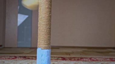 İskoç Düz Kulaklı Gri Kedi Yavrusu Çizik Posta ile Oynuyor ve Sıçrıyor