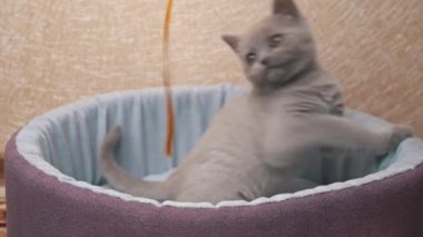 İskoç Düz Kulaklı Gri Kedi Yatağında Kurdeleyle Oynuyor