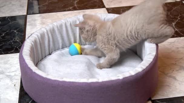 Шотландське сиве кошеня з прямим вухом грає з м'ячем у ліжку — стокове відео