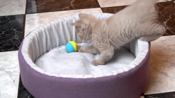 Schottisches grau-ohriges Kätzchen spielt mit Ball im Bett — Stockvideo