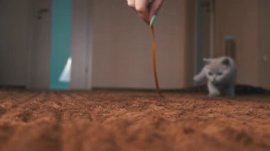 İskoç Gri Fluffy Şirin Kedi Yavrusu Yavaş Çekimde Kurdelenin Arkasından Koşuyor