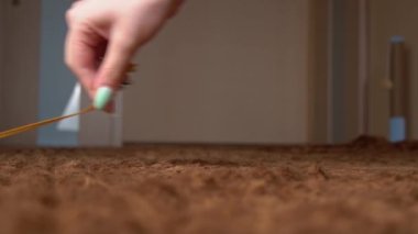 İskoç Gri Pofuduk Neşeli Kedi Yavrusu Soldan Sağa Kasetin Peşinden Koşuyor