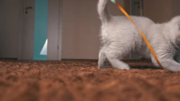 苏格兰灰毛绒绒快乐猫咪带丝带玩慢动作相机 — 图库视频影像