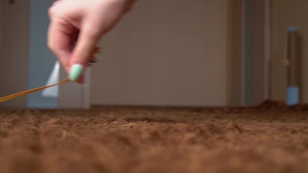 Scottish Gray Fluffy Cheerful Kitten Runs After the Tape from Left to Right — Stock Video