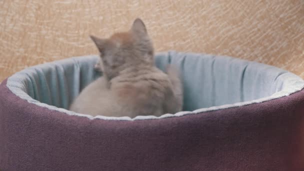 Schottisches grau-gerades Kätzchen spielt in seinem Bett — Stockvideo