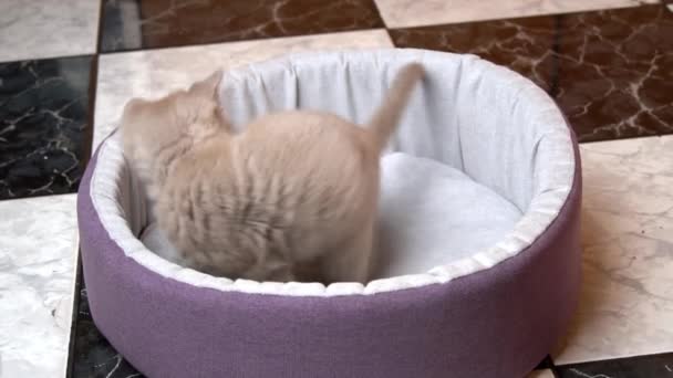 Escocés recta oreja gris gatito juega con un bola en su cama — Vídeo de stock