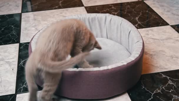 Escocés recta oreja gris gatito juega con un bola en su cama — Vídeos de Stock