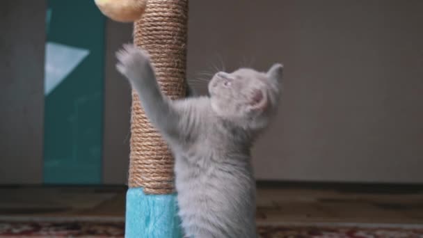 Scottish Straight-eared Gray Kitten Plays and Jumps with a Scratching Post — ストック動画