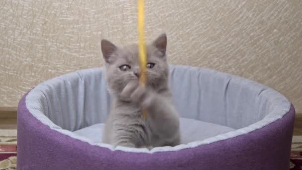 スコティッシュ・ストレートイヤーのグレイ・子猫がベッドでリボンで遊ぶ — ストック動画