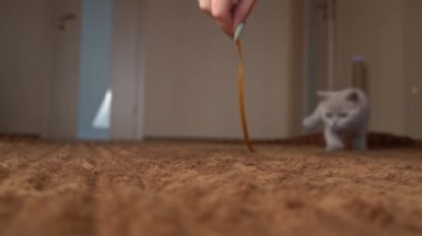 İskoç Gri Fluffy Şirin Kedi Yavrusu Yavaş Çekimde Kurdelenin Arkasından Koşuyor