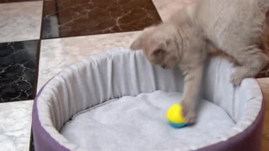İskoç Düz Kulaklı Gri Kedi Yatağında Topla Oynuyor