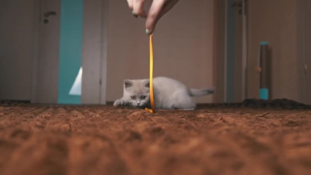 Scottish Grey Fluffy Vrolijk poesje speelt met lint aan de camera in Slow Mo — Stockvideo