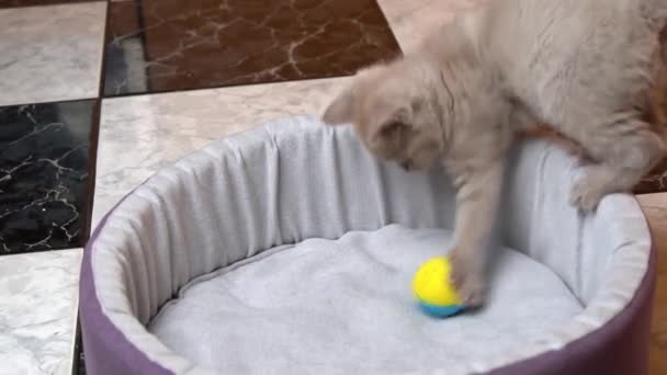 Scottish Straight-eared Gray Kitten Plays with a Ball in His Bed — Stock Video