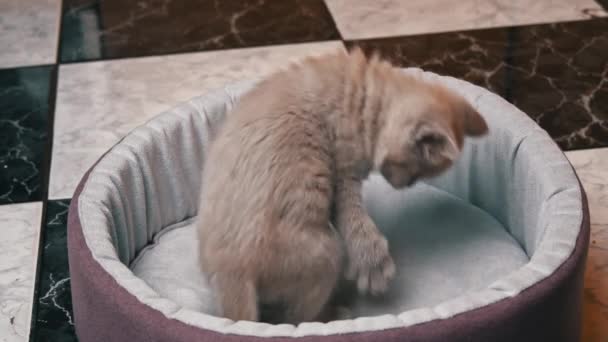 Шотландский прямоухий серый котенок играет с мячом в своей постели — стоковое видео