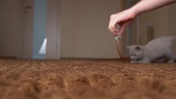 Escocês cinza fofo bonito gatinho corre após a fita para a câmera em lenta Mo — Vídeo de Stock