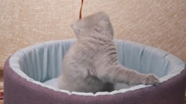 İskoç Düz Kulaklı Gri Kedi Yatağında Kurdeleyle Oynuyor