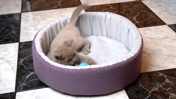 Scottish Straight-eared Gray Kitten Gra z piłką w swoim łóżku — Wideo stockowe