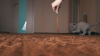 İskoç Gri Fluffy Şirin Kedi Yavrusu Yavaş Çekimde Kurdelenin Arkasından Koşuyor