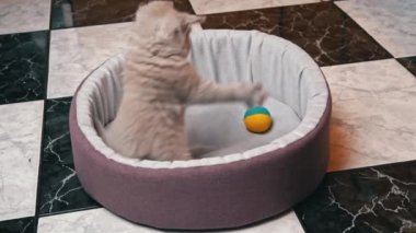 İskoç Düz Kulaklı Gri Kedi Yatağında Topla Oynuyor
