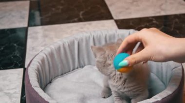 İskoç Düz Kulaklı Gri Kedi Yatağında Topla Oynuyor