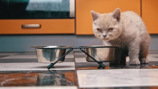 Scottish Straight Kitten mangia cibo da una ciotola in un grande appartamento a Slow Mo — Video Stock